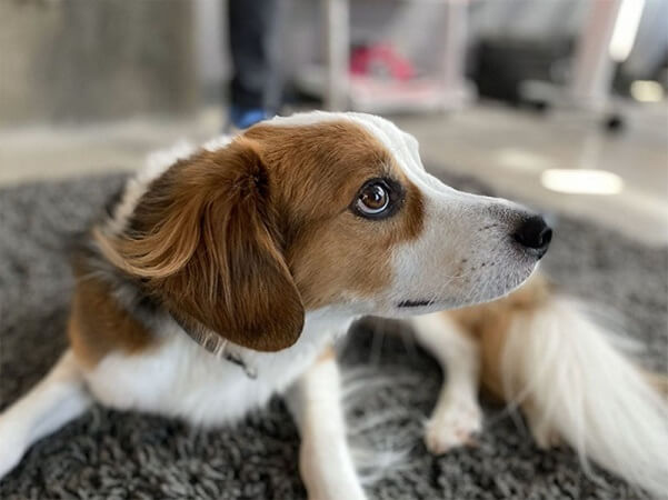 Chế độ chụp ảnh xóa phông rất tốt