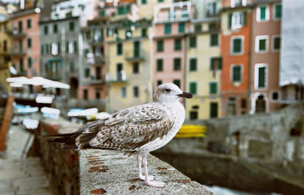 Hỗ trợ khả năng xóa phông cùng nhiều chế độ chụp chân dung