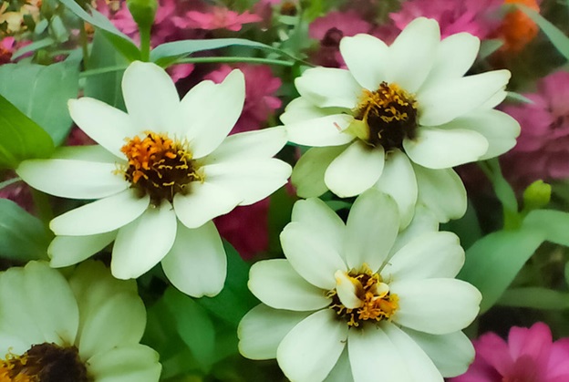 Camera macro cho phép chụp những thứ nhỏ nhắn