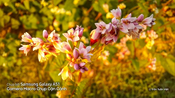 Ảnh: Trần Tuấn Việt