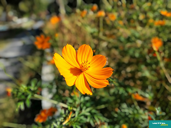 Nhờ khẩu độ camera lên đến f/1.8, Galaxy A20s cho khả năng chụp cận cảnh cũng thật ưng ý với những cánh hoa đều rõ nét, hậu cảnh đã xóa phông “mịt mù” nhìn rất đẹp