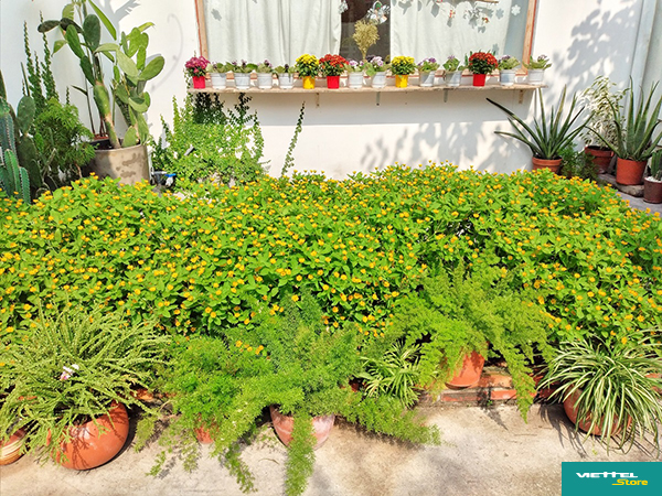 Tận dụng một góc sân trước nhà, bạn trẻ B đã trồng thêm nhiều cây cảnh để tăng thêm mảng xanh, phần thiên nhiên vốn cũng rất hữu ích khi sinh sống tại thành phố lớn (ảnh chụp bằng Galaxy A20s)