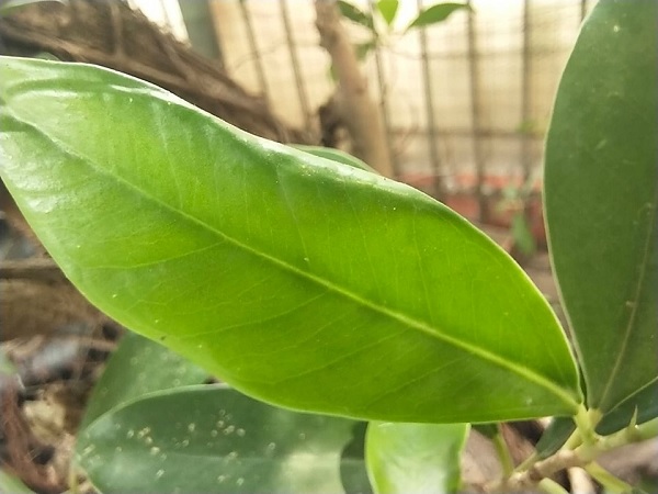 Hình ảnh chụp xóa phông
