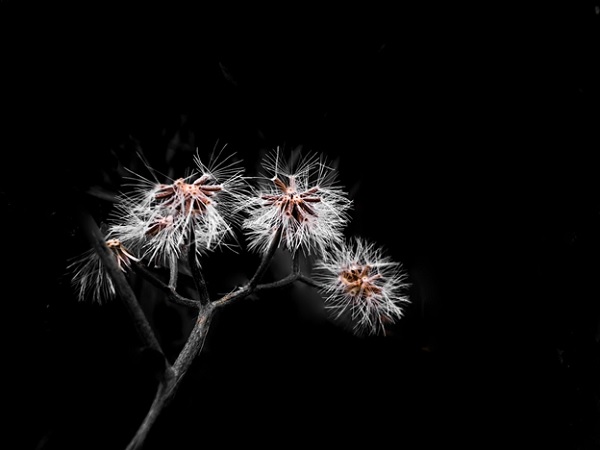 Ảnh chụp từ camera macro của Galaxy A51