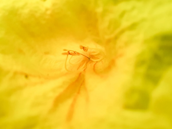 Camera macro trên Galaxy A51 có gì đặc biệt thì đó chính là những bức hình sinh độc và sắc nét