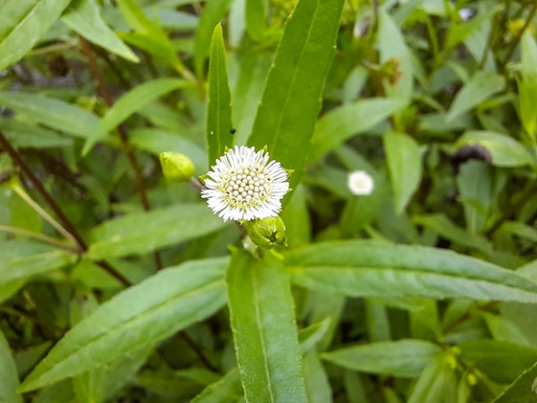 Các chi tiết nhỏ bé từ 1 bông hoa nhọ nồi cũng được nghi lại rõ nét không thu kém máy ảnh chuyên nghiệp