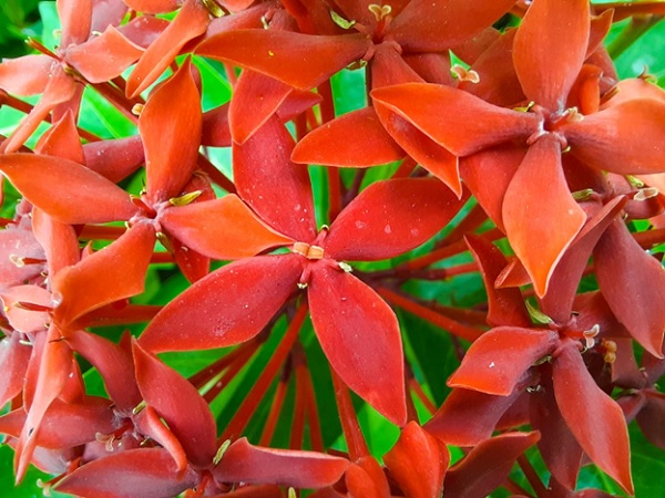 Màu sắc được ghi lại một cách chân thực và rực rỡ nhất