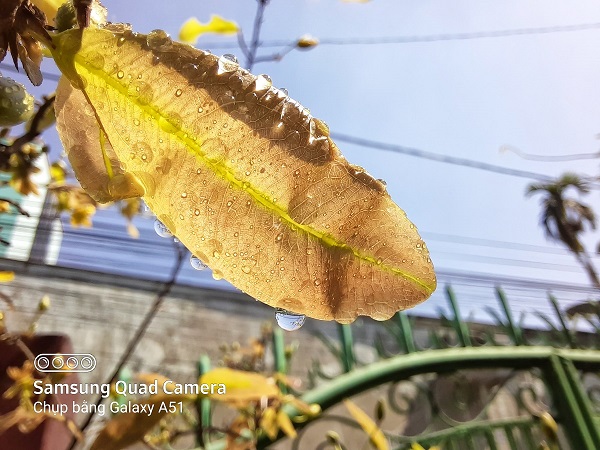 Ảnh chụp siêu cận cảnh từ camera Macro 5MP trên Galaxy A51 giúp đăng hình lên Facebook vẫn sẽ đạt chuẩn HD nhờ độ phân giải gốc lên đến 2.578 x 1.932 pixel, vượt trội hoàn toàn so với nhiều mẫu smartphone tầm trung khác vốn camera Macro chỉ 2MP
