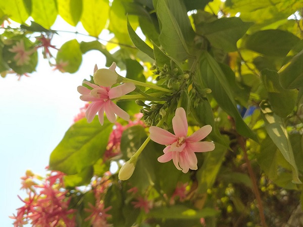 Ảnh chụp trong điều kiện đủ sáng, tốc độ chụp nhanh, màu sắc tươi sáng, chi tiết ổn