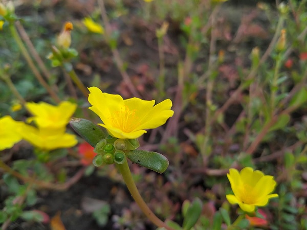 Ảnh chụp xóa phông khá ảo diệu dù chưa bật chế độ xóa phông