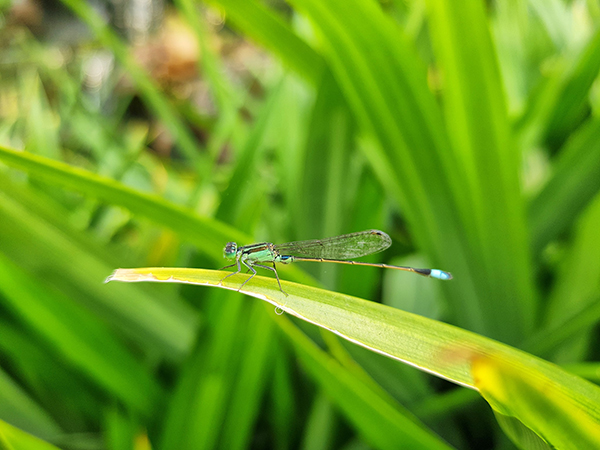 Galaxy Note 10 Lite có hỗ trợ chế độ Chuyên nghiệp giúp dễ dàng chụp cận cảnh công trùng nhỏ, chẳng hạn con chuồn chuồn kim