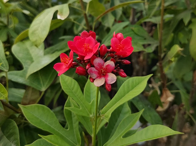 Trong điều kiện đủ sáng, khi chụp tự động Find X2 cho hình ảnh khá rực rỡ