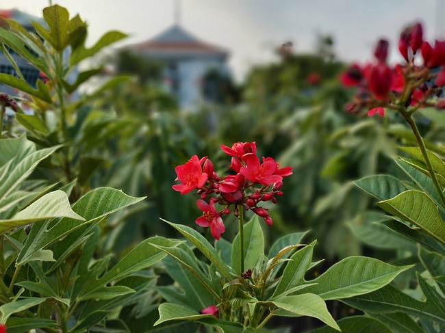 Chế độ xóa phông cũng tương đối