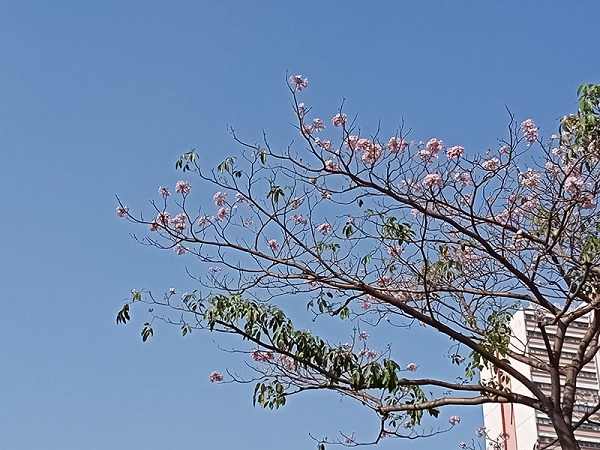 Ảnh chụp ở chế độ zoom 2x, màu trời xanh ngắt nhưng hình khá vỡ