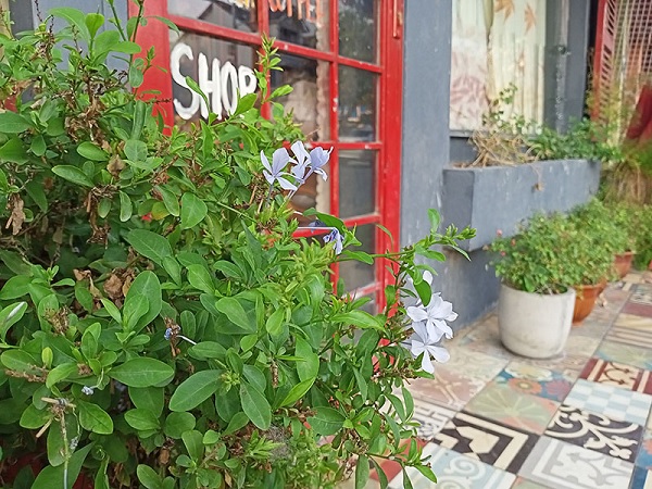 Màu sắc ảnh hơi nhạt so với thực tế