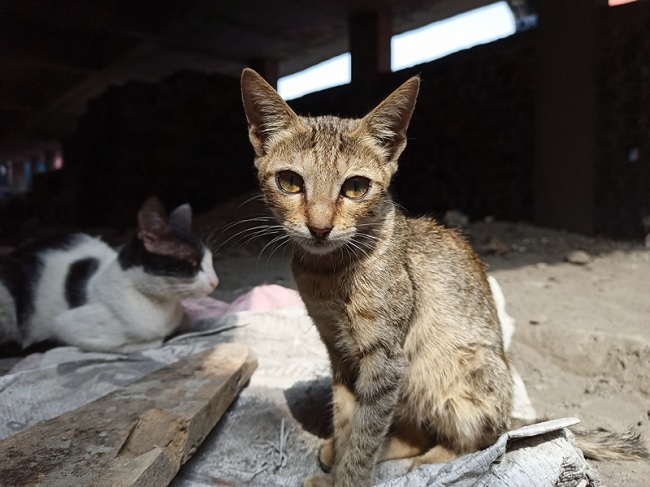 Ảnh chụp chân dung khá ổn, tuy nhiên vùng chuyển tiếp giữa chủ thể và hậu cảnh vẫn bị lem
