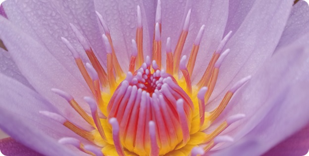 Chụp ảnh góc siêu cận dễ hơn với camera macro