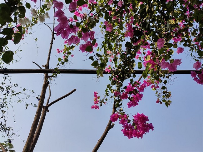 Ảnh chụp hoa với điều kiện đủ sáng, chế độ tự động