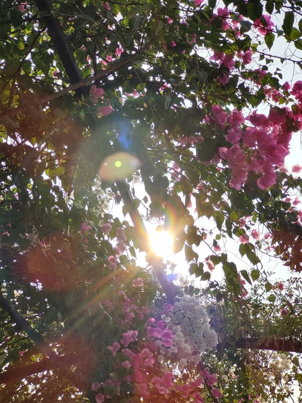 Khi chụp ngược sáng