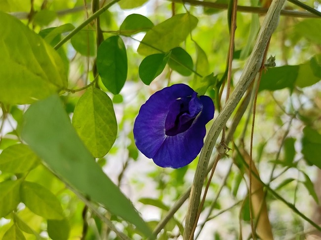 Bông hoa đậu nổi bật trong bức hình này