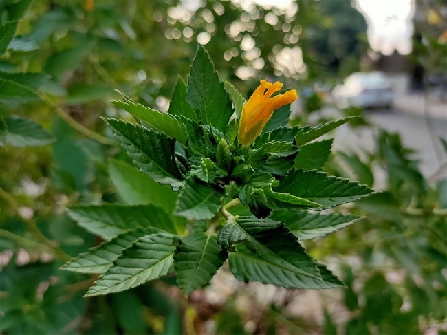 Một bức hình khác chụp hoa ven đường