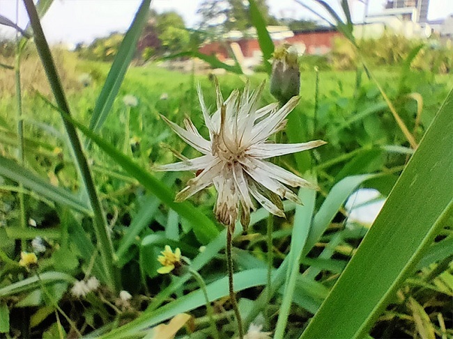 Ảnh chụp bằng chế độ macro trên 6 Pro