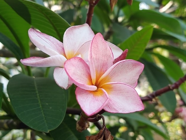 Camera chính 48MP giúp ảnh sắc nét nhất