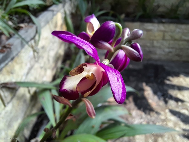 Galaxy A51 nổi bật với khả năng chụp cận cảnh bằng camera macro