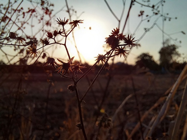 Ảnh chụp cận cảnh ngược sáng