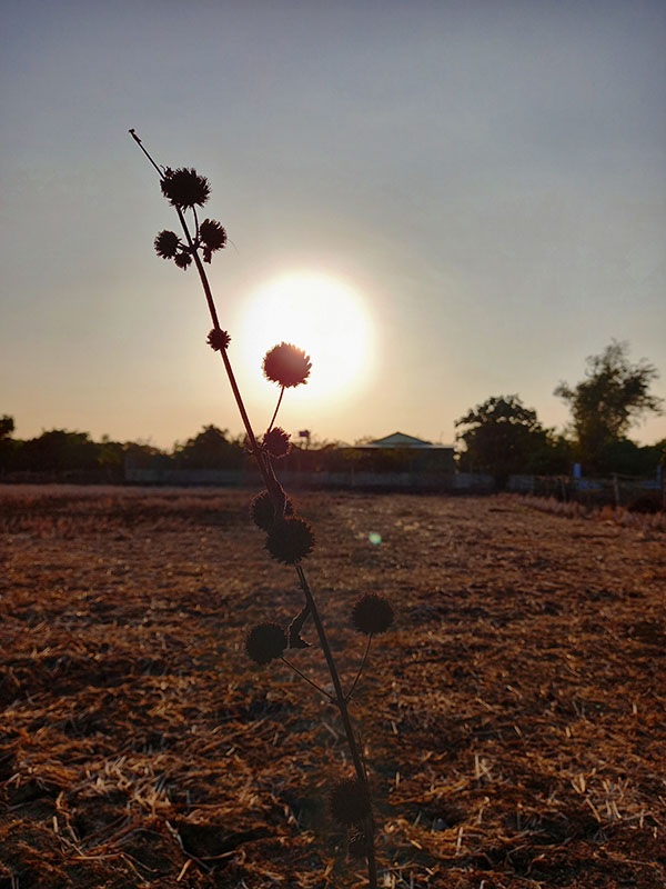 Ảnh chụp ngược sáng trông cảnh vật khá đẹp, tuy nhiên phần thân cây hơi bị bệt