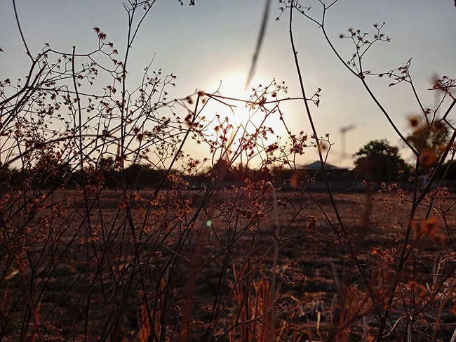 Một ảnh ngược sáng khác