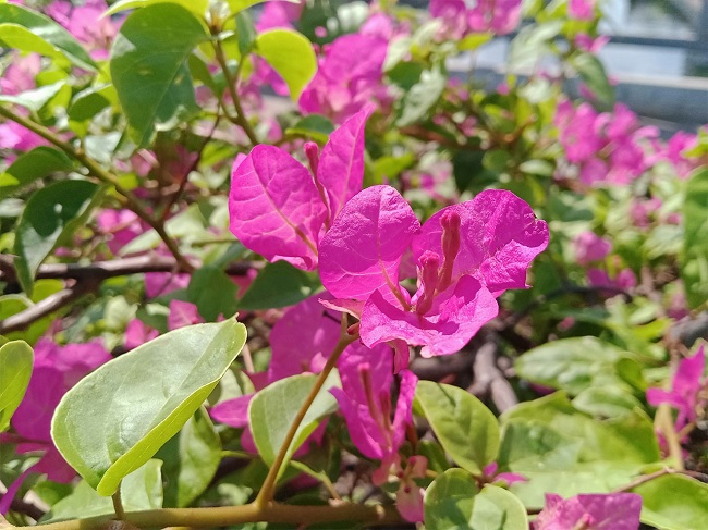 Ảnh chụp cận cảnh từ camera của OPPO A12