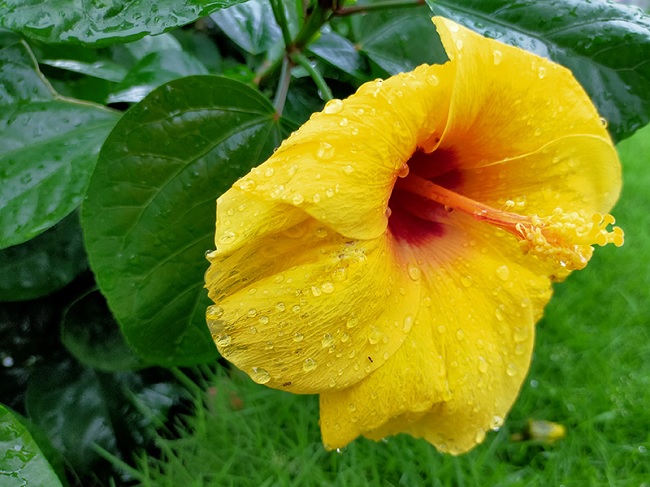 Hình ảnh sắc nét, chân thực khi chụp bằng camera sau