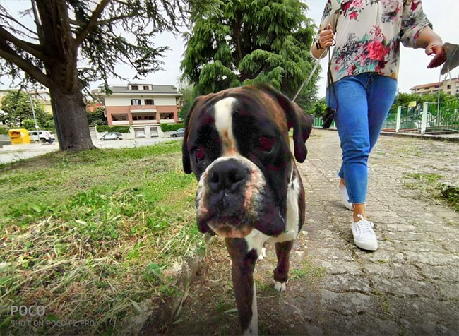 Hình ảnh chụp bằng tính năng AI, đôi mắt chú chó bị hiện tượng mắt đỏ