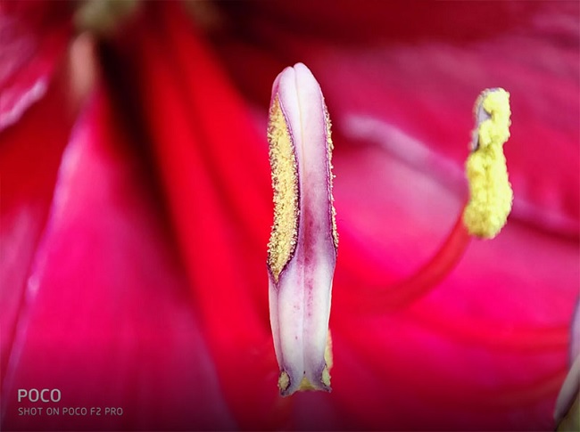 Camera macro cho ra hình ảnh với chất lượng màu sắc tươi tắn, các chi tiết giữ lại tốt khi zoom lên