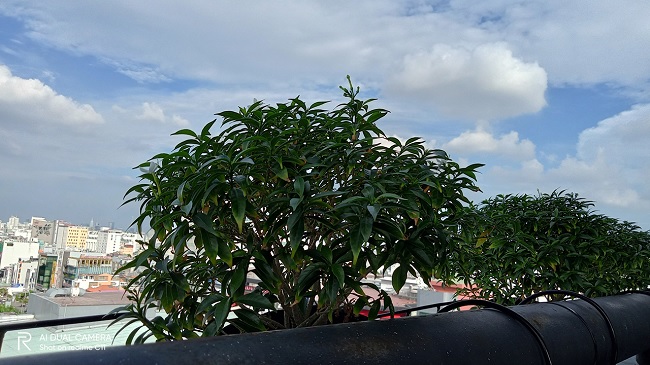 Ảnh chụp tự động trong điều kiện ánh sáng ngược