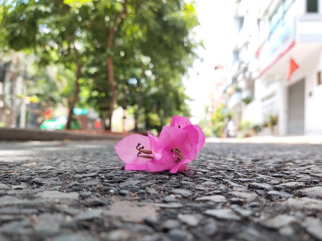 Bông hoa giấy trong điều kiện đủ sáng