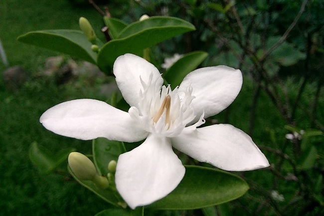 Ảnh chụp từ camera sau Vivo Y20s