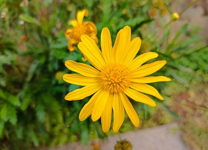 Chính nhờ điều này, chất lượng các hình ảnh trên OPPO A93 rất chất lượng so với các sản phẩm cùng phân khúc