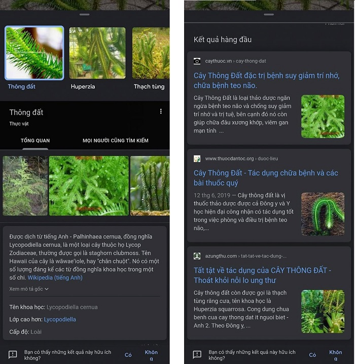 Kéo xuống phía dưới để đọc các thông tin chi tiết về loài cây đó