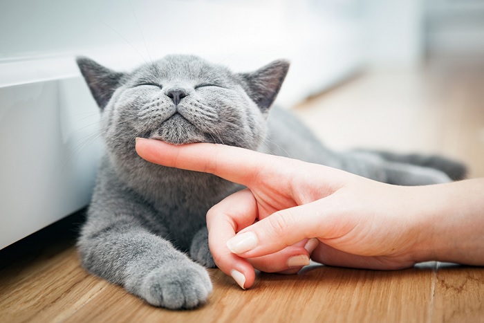 Chăm sóc mèo tốt hơn nhờ ứng dụng MeowTalk