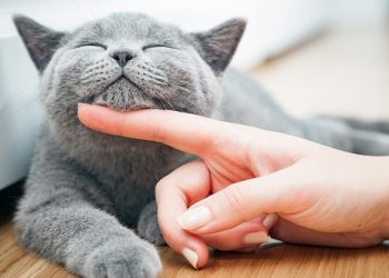 Ứng dụng MeowTalk