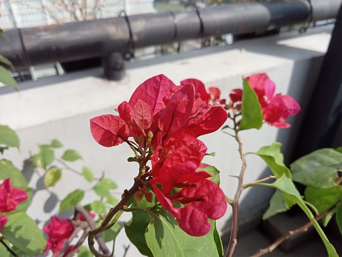 Một ảnh khác chụp từ OPPO A15