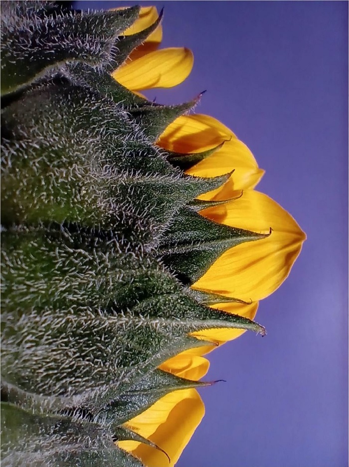 Ảnh chụp từ camera OPPO A15