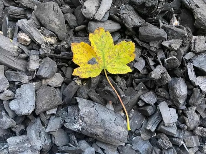 Ảnh chụp từ iPhone 11 Pro