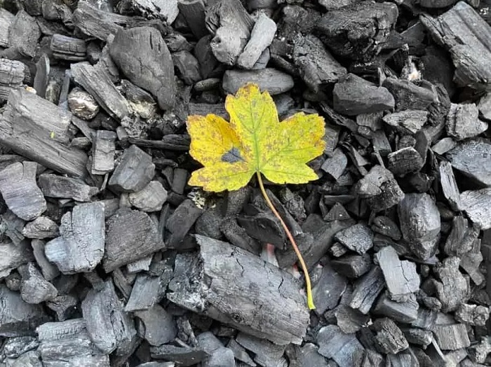 Ảnh chụp từ iPhone 12