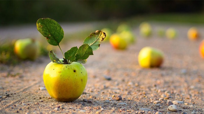 Ống kính macro sẽ giúp các vật nhỏ bé hiện lên rõ nét