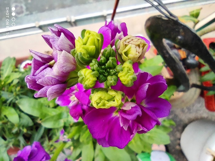 Ảnh chụp cận cảnh từ Xiaomi Mi 10i 5G