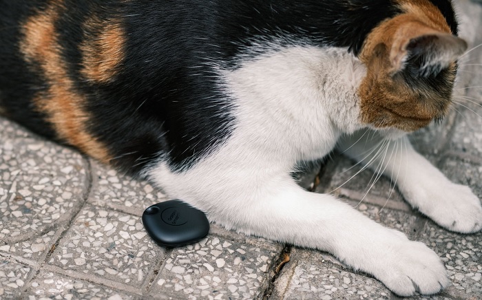 Gắn vào thú cưng khi chúng hay chạy lung lung