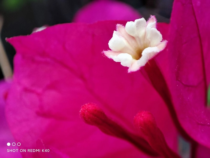 Ảnh chụp bằng camera Macro